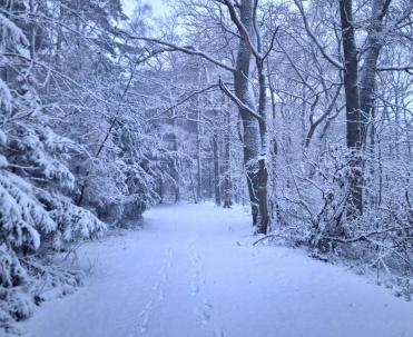 Zimowy szlak w Dębkach