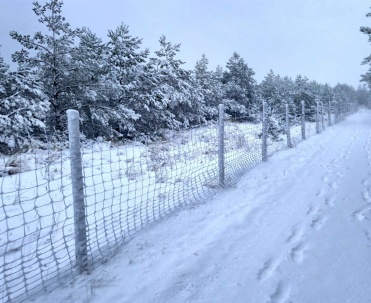 Dębki zimą &ndash; las nad Bałtykiem